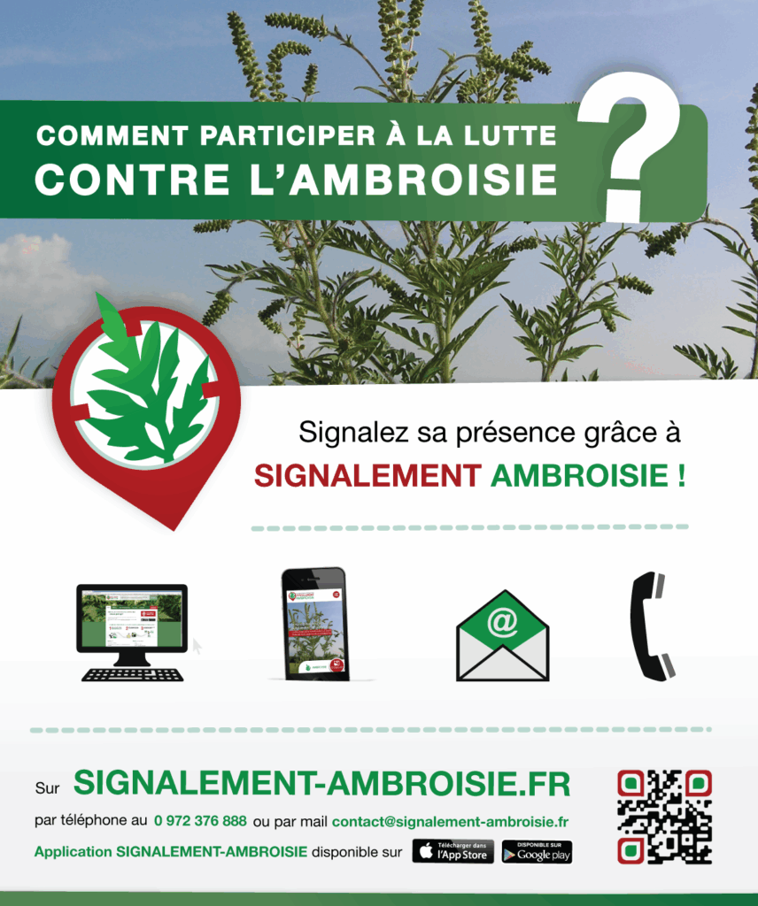 Alerte ambroisie